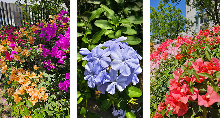 Proyecto Residencial San Pedro