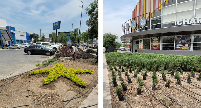 Proyecto Carl's Jr | Landscaping LASA