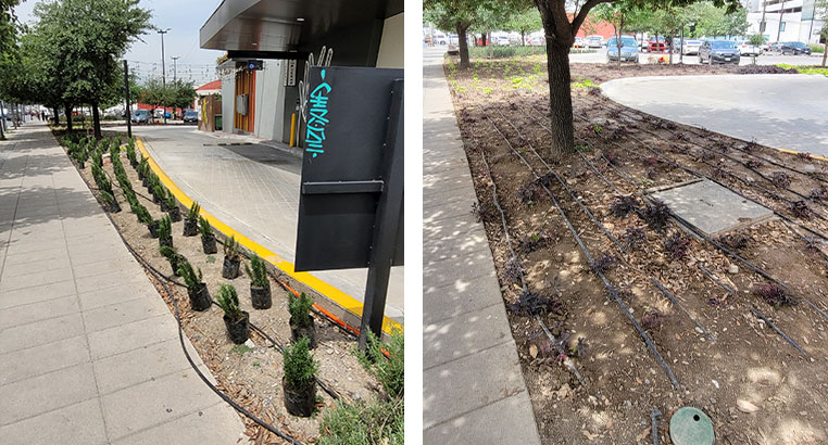 Proyecto Carl's Jr | Landscaping LASA