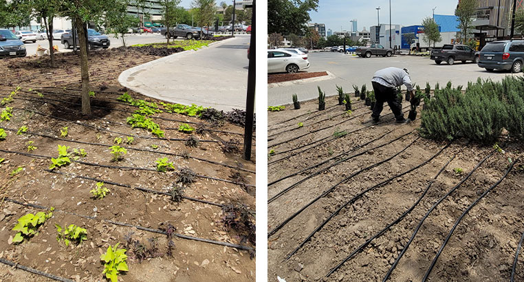Proyecto Carl's Jr | Landscaping LASA