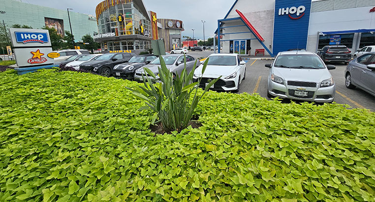 Proyecto Carl's Jr | Landscaping LASA
