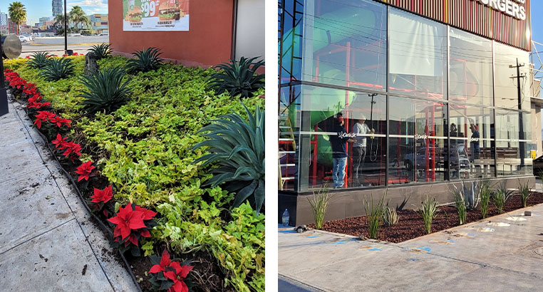 Proyecto Carl's Jr | Landscaping LASA