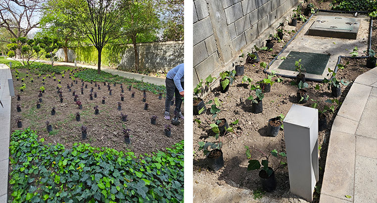 Proyecto Serena Green Living