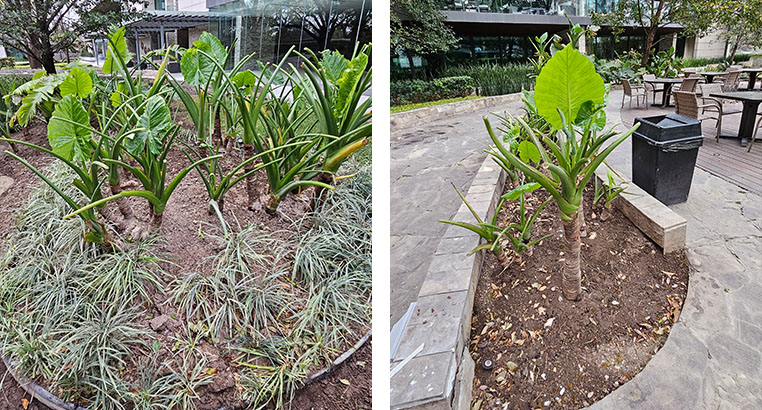 Proyecto Serena Green Living